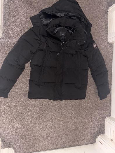 Canada goose
