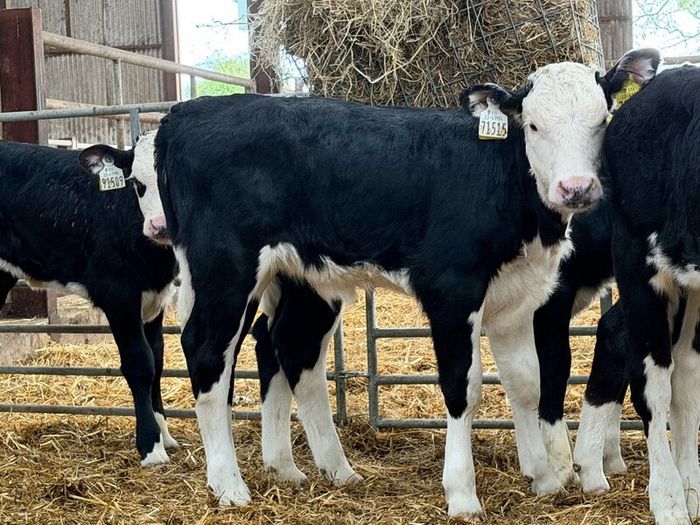 7 super Hereford Heifer calves for sale