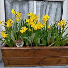 Planters & Window Boxes- Made to Order