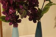 vases flowers