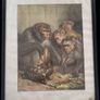 Old late 19th century print. A Darwinian Question Image 3