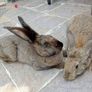 Rabbits. Quality Flemish Giants and Mini lops Image 4