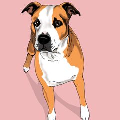 Digital pet portraits