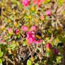 Azalea Evergreen Plants Image 2