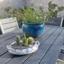 Fabulous Antique W. Adams Two-Handled Tureen with Cacti Garden - A Fabulous Unique and Decorative Item for Display Indoors Image 5