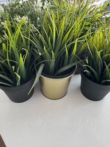 Ornamental plants