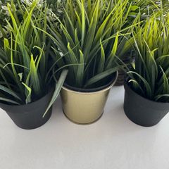 Ornamental plants