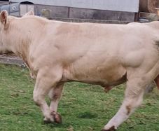 Charolais Buls
