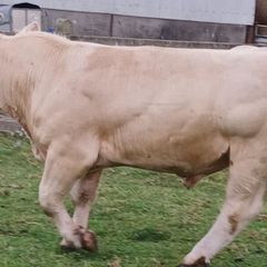 Charolais Buls