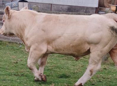 Charolais Buls