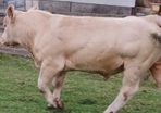 Charolais Buls