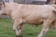 Charolais Buls