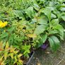 Portugeuse Laurel Hedging Image 8