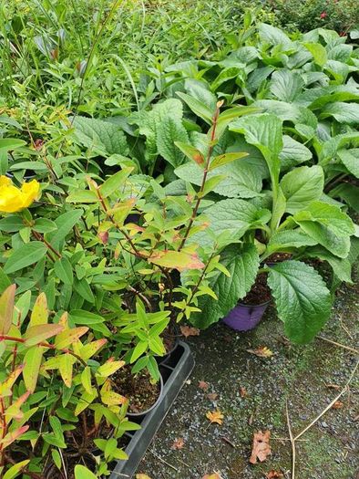 Portugeuse Laurel Hedging