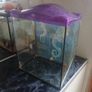 Goldfish tank Image 3