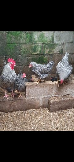 Point of lay pullets/hens