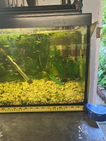 fish tank 88 litres