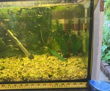 fish tank 88 litres