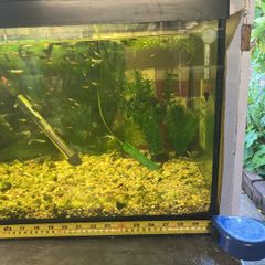 fish tank 88 litres