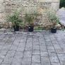 Quality Coral Berry Hedging in sizes Image 3