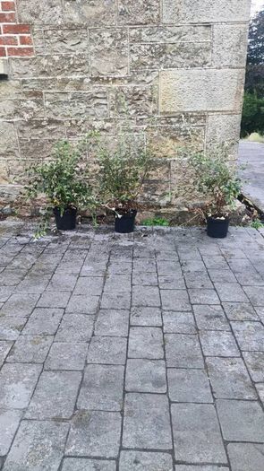 Quality Coral Berry Hedging in sizes