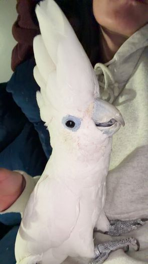 Ducorps cockatoo