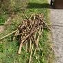 FREE seasoned kindling sticks Image 2
