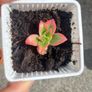 plant Image 3