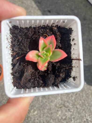 plant
