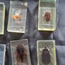 Genuine Collection of 15 Clear Resin Exotic Insects and Arachnids Price is for 1 only Image 4
