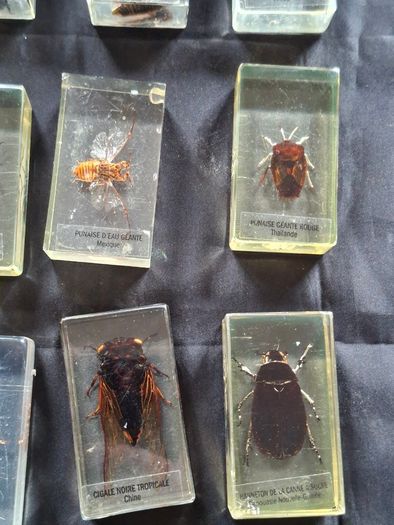 Genuine Collection of 15 Clear Resin Exotic Insects and Arachnids Price is for 1 only
