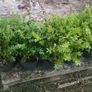 Box Hedging Image 3