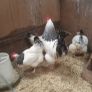 Point of lay pullets/hens Image 4