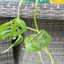 Monstera adansonii - Monkey Image 4