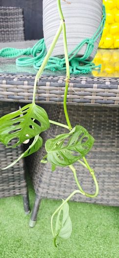Monstera adansonii - Monkey