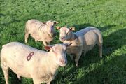 Quality Charolais and Texel hogget rams