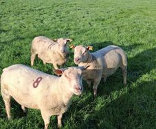Quality Charolais and Texel hogget rams
