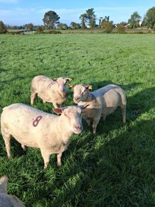 Quality Charolais and Texel hogget rams