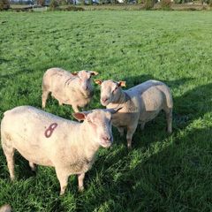 Quality Charolais and Texel hogget rams