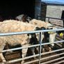 Very Quiet Bucket Reared Heifers for Sale Image 3