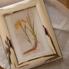 Framed Yellow Iris Illustration