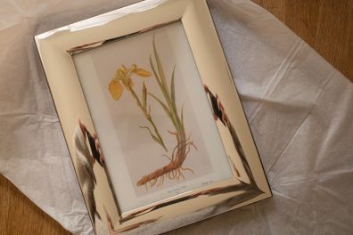 Framed Yellow Iris Illustration