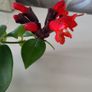 Aeschinantus Mona Lisa. Lipstick plant. House plant. Image 8