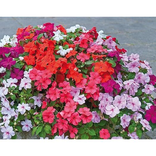 (I) Impatiens seeds F2 Colour Parade 0.05g (430666)