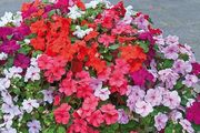 (I) Impatiens seeds F2 Colour Parade 0.05g (430666)