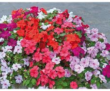 (I) Impatiens seeds F2 Colour Parade 0.05g (430666)