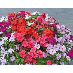 (I) Impatiens seeds F2 Colour Parade 0.05g (430666)