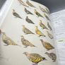 Handbook of the Birds of the World Volume 4 - Sandgrouse to Cuckoos Lynx Ed 1997 Image 9