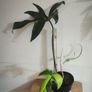 Houseplant Donegal Rare Established plants Image 9