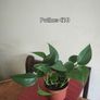 Houseplant Donegal Rare Established plants Image 3
